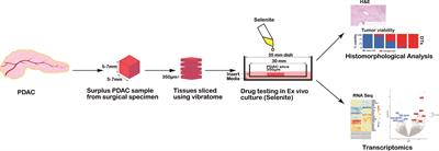 Drug-induced tumor-specific cytotoxicity in a whole tissue ex vivo model of human pancreatic ductal adenocarcinoma